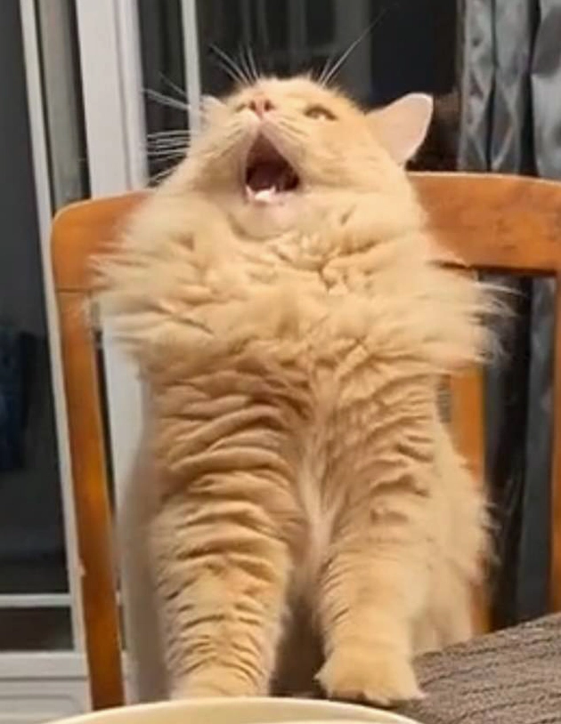 Meme há mồm mèo buốt tận óc hài hước