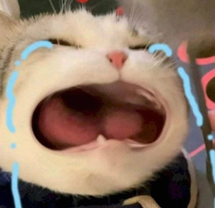 Meme há mồm mèo con biểu cảm như người