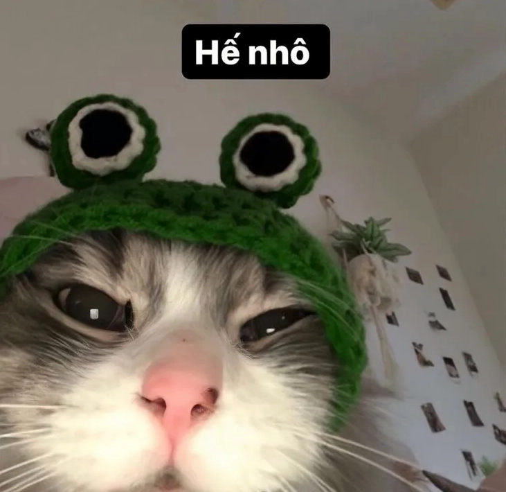 Meme mèo bựa cute đang 