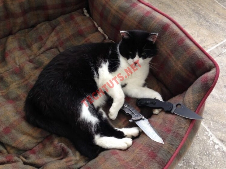 Meme mèo cầm dao với sự tự tin tuyệt đối