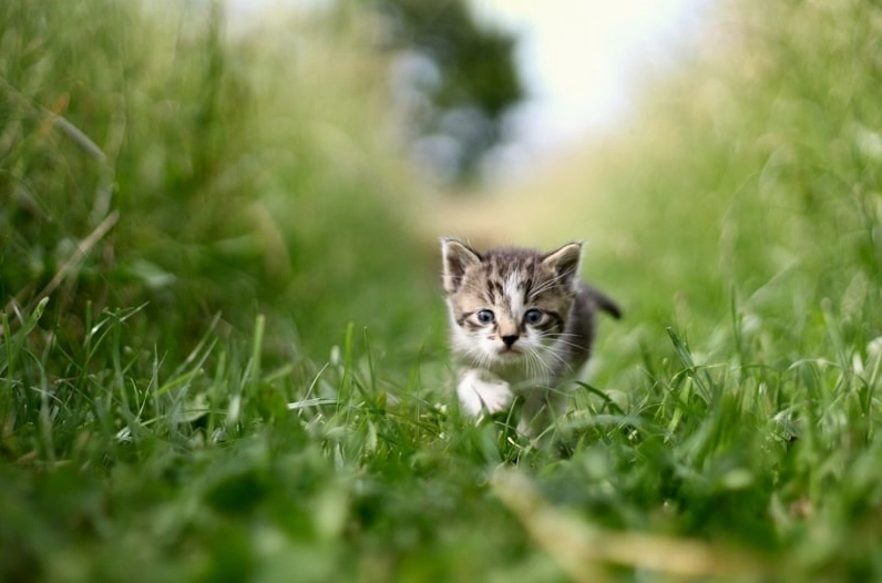 Meme mèo cute đang ẩn mình trong bụi cây đầy tinh nghịch