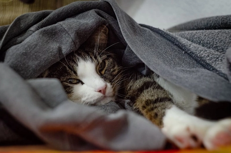 Meme mèo cute với khuôn mặt ngốc nghếch hài hước