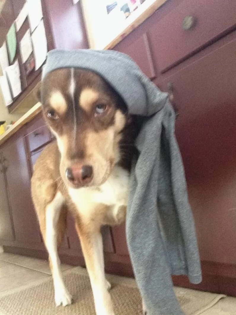 Bộ sưu tập 20+ ảnh meme đội quần hài hước khó đỡ nhất 9 Meme mèo đội quần với biểu cảm xấu hổ