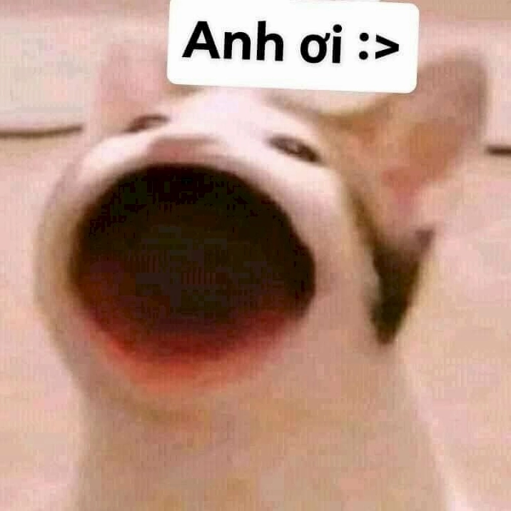 Meme mèo há mồm đáng yêu với lời thoại hài hước