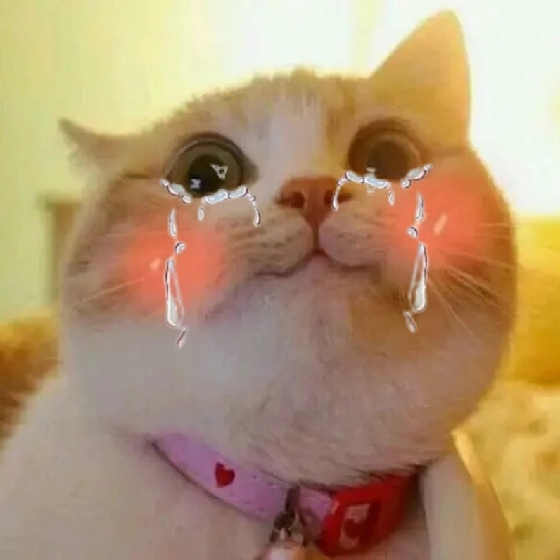 Meme mèo khóc buồn cười khiến bạn cười ra nước mắt
