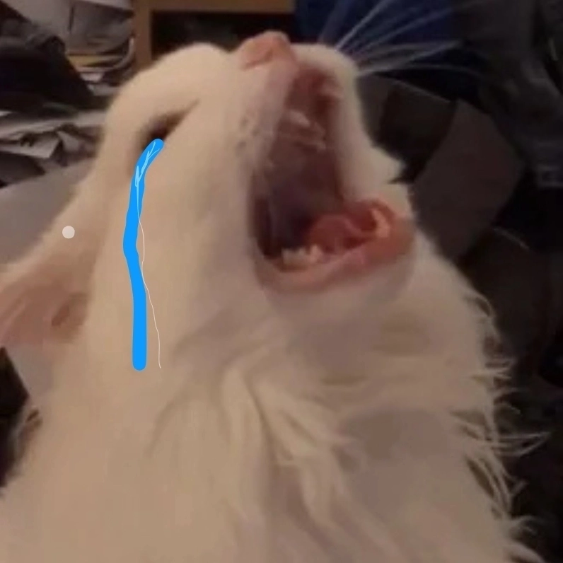 Meme mèo khóc che miệng biểu cảm khó đỡ