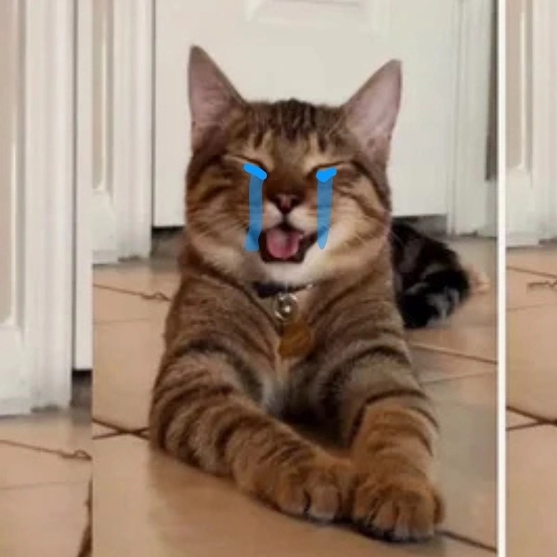 Meme mèo khóc lạc lõng với nỗi buồn nhẹ nhàng