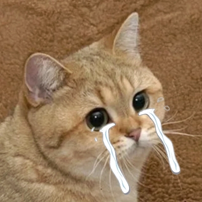 Meme mèo khóc thét giữa cõi mạng