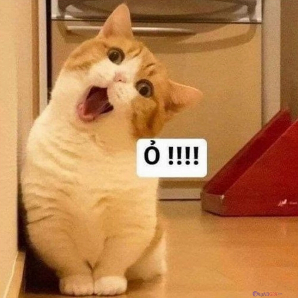 Meme mèo Liên Quân đang lim dim chuẩn bị cho pha giao tranh