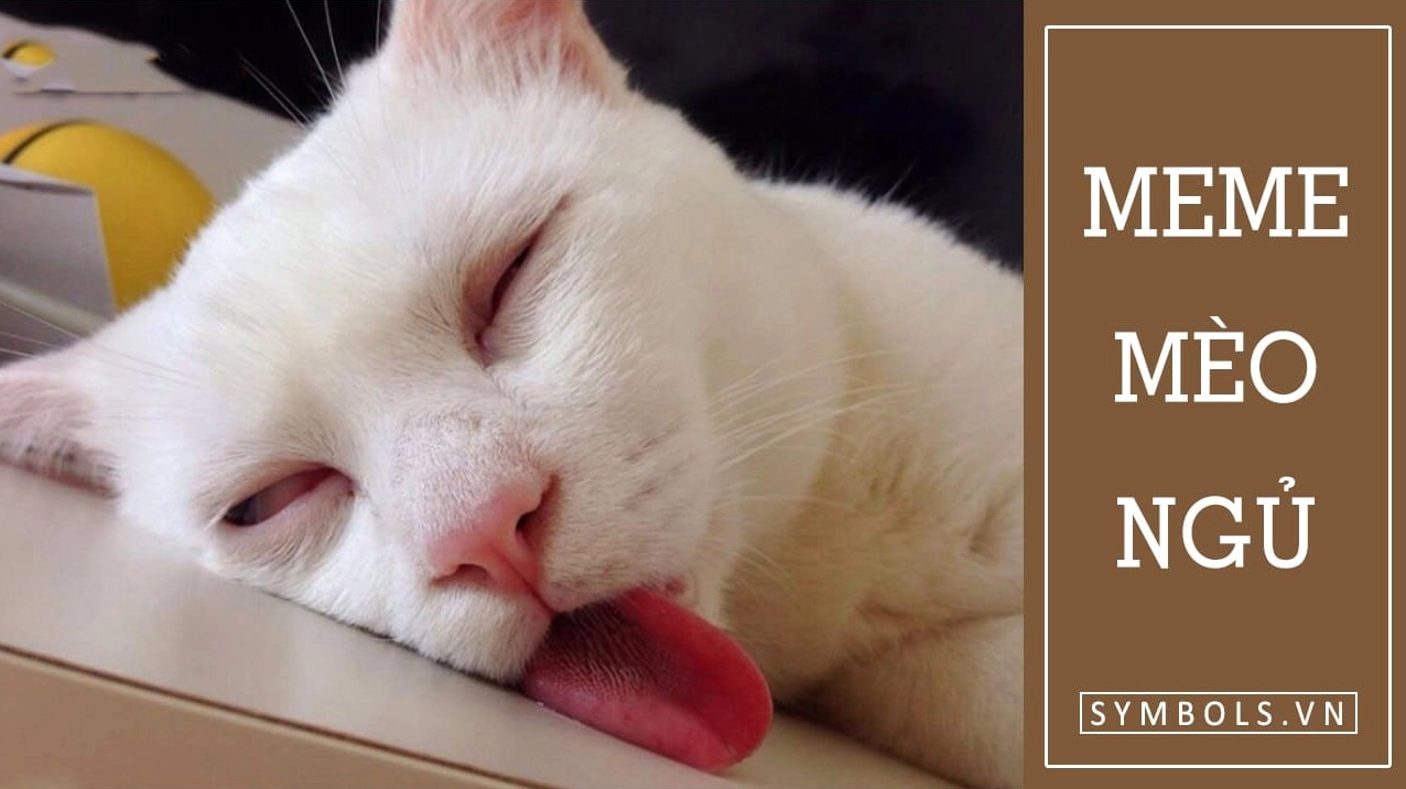 Meme mèo ngủ siêu cấp cute đang nằm trên bàn