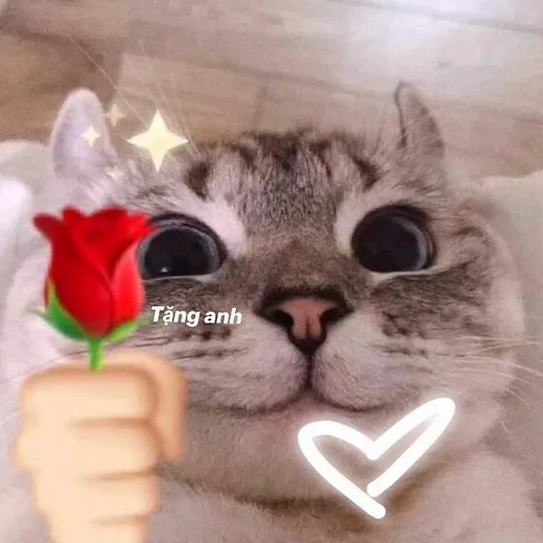 Meme mèo tặng hoa siêu cute với vẻ mặt hồn nhiên