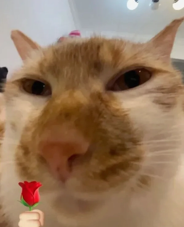Meme mèo tặng hoa với phong thái lịch lãm và đầy ấn tượng