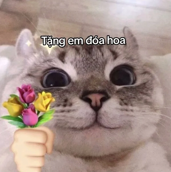 Meme mèo tặng hoa với vẻ mặt đơ, siêu hài hước