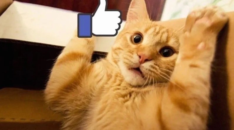 Meme mèo thả like độc lạ với cử chỉ 'OK' đặc biệt