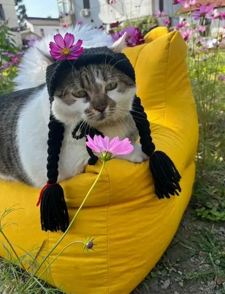 Mèo chúc tết với gương mặt gian xảo và lém lỉnh