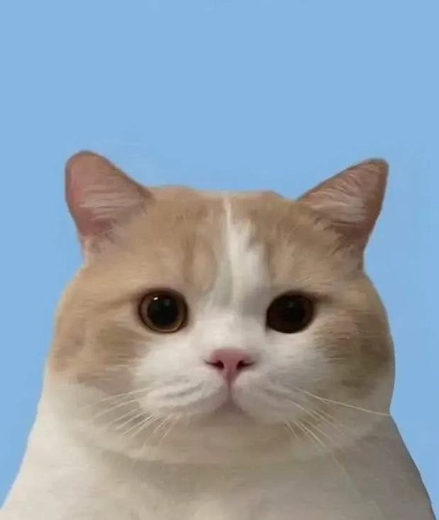 Mèo mặc áo dài tết với biểu cảm ngạc nhiên và đầy hoài nghi