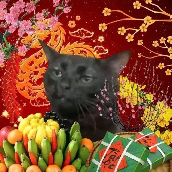 Mèo mặc áo dài tết với khuôn mặt cáu kỉnh, bất mãn