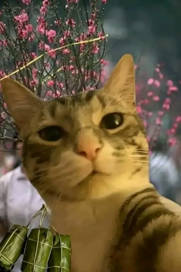 Mèo mặc áo dài tết với vẻ mặt 