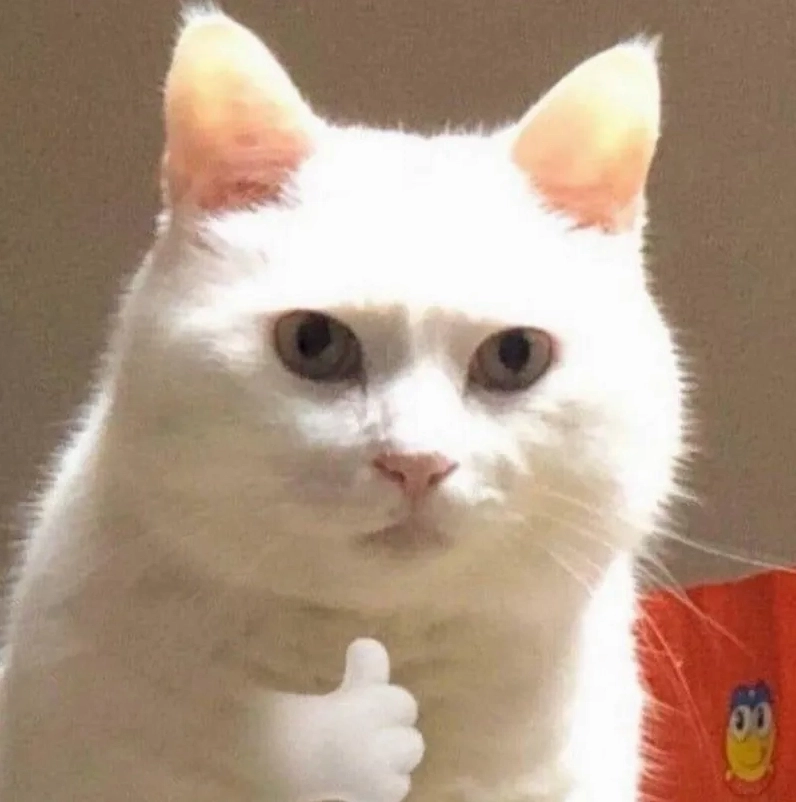 Mèo meme like hot trend với ánh mắt long lanh đầy dễ thương