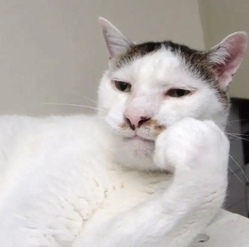 Cận cảnh 8 ảnh mèo vô tri meme thần thái đỉnh cao nhất mạng xã hội 5 Mèo vô tri meme mặt đờ đẫn nhìn chằm chằm