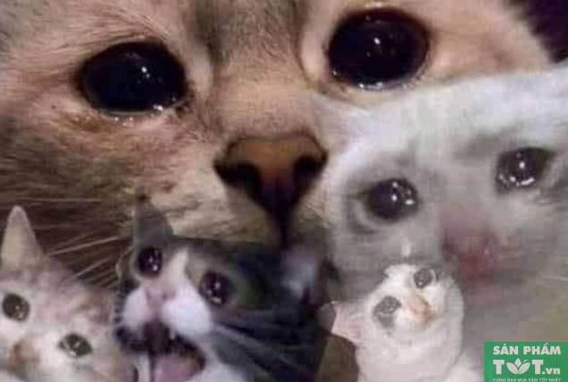 Tổng hợp ảnh meme mèo khóc mới nhất
