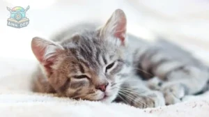 top 20 anh meme meo ngu cuoi xiu va nhung khoanh khac bat hu 541