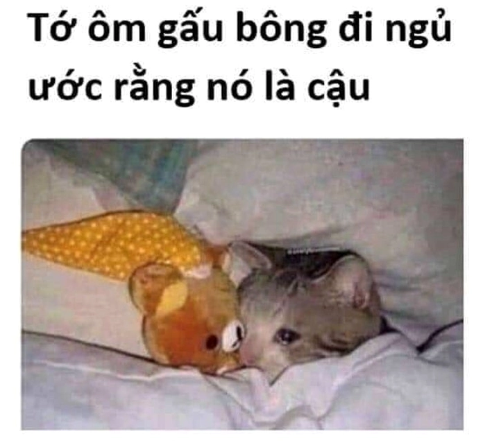 Top ảnh meme mèo ngủ cute nhất trong dáng nằm ngửa