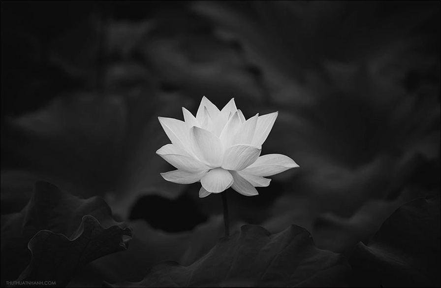 Bộ sưu tập cận cảnh tải hình nền đen tang lễ trang trọng và ý nghĩa 9 Tuyển chọn hình nền đen tang lễ với thiết kế độc đáo và ý nghĩa