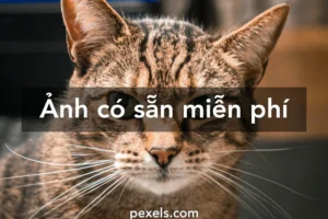 tuyen tap anh hinh nen may tinh meme meo cuc bua nhin la cuo 210