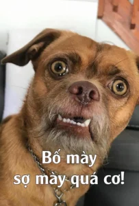 tuyen tap anh meme cho cute vui nhon va khoanh khac kho do 393