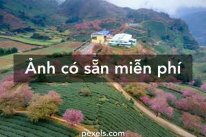 tuyen tap hinh nen thien nhien tuyet dep danh cho moi man hi 448