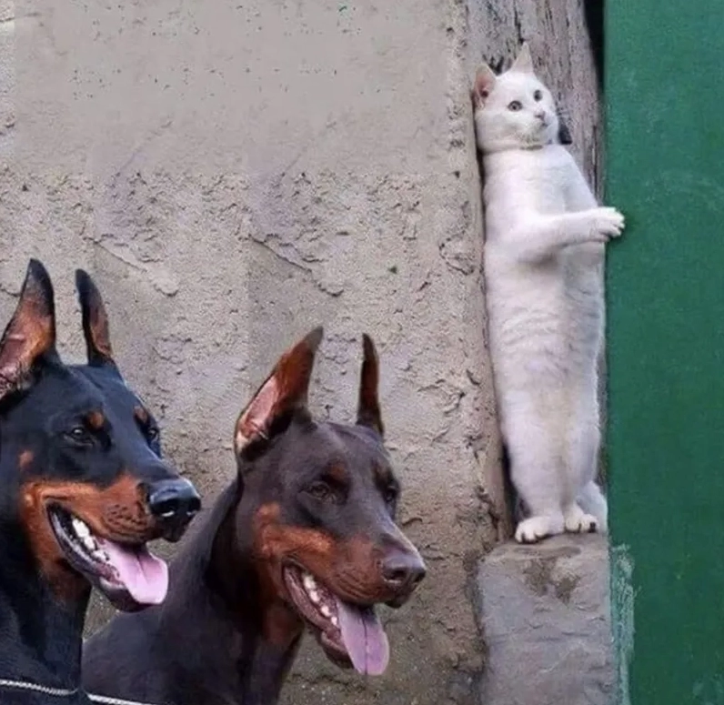 Angry dog meme với biểu cảm tức giận cực hài hước không thể bỏ qua