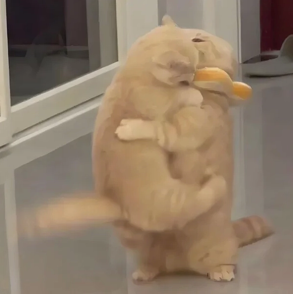 Ảnh meme chú mèo ôm ấp đầy nũng nịu và quyến rũ