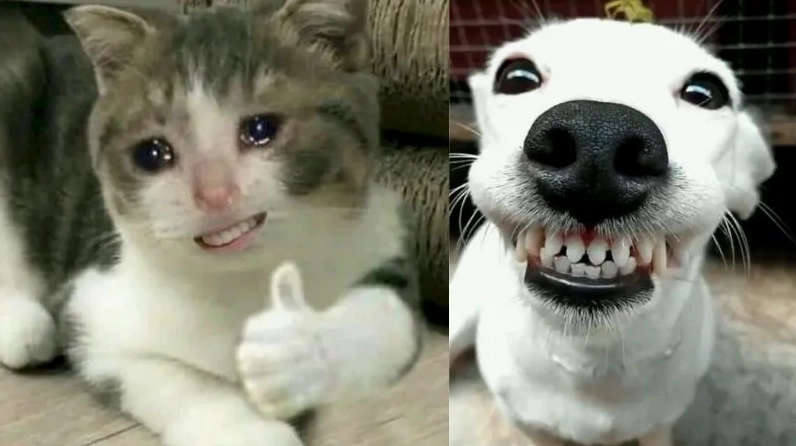 Ảnh meme dog độc đáo nơi biểu cảm hài hước mang lại niềm vui bất tận