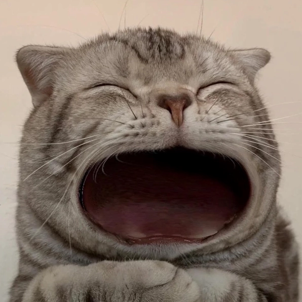 Bộ sưu tập meme há mồm hài hước nhất khiến bạn không thể nhịn cười 16 Biểu cảm bá đạo từ meme mèo há miệng đang gây sốt