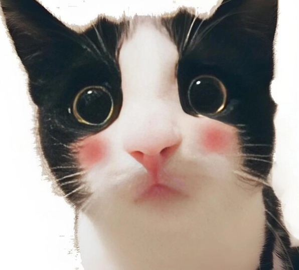 Tổng hợp 30 hình ảnh meme ngại siêu đáng yêu gây sốt mạng xã hội 29 Biểu cảm đáng yêu khó cưỡng của meme ngại