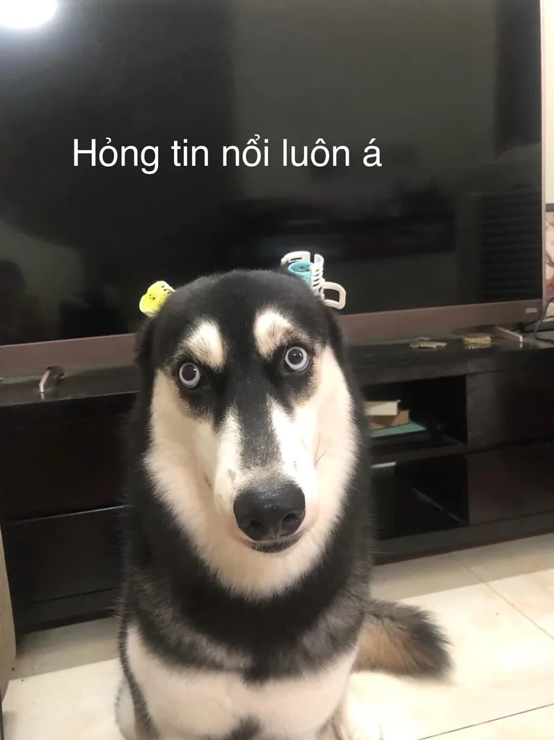 Biểu cảm đáng yêu nhưng đầy châm biếm trong hình ảnh Doge meme chết
