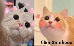bo suu tap 30 hinh anh meme cam on hai huoc va doc dao nhat 878