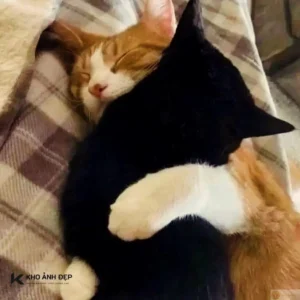 bo suu tap 30 hinh anh om meme sieu cute dang yeu nhat nam 2 780