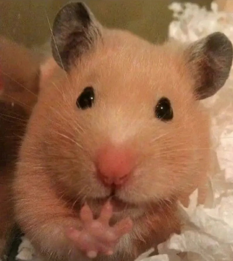 Bộ sưu tập hamster meme cute khiến tim tan chảy