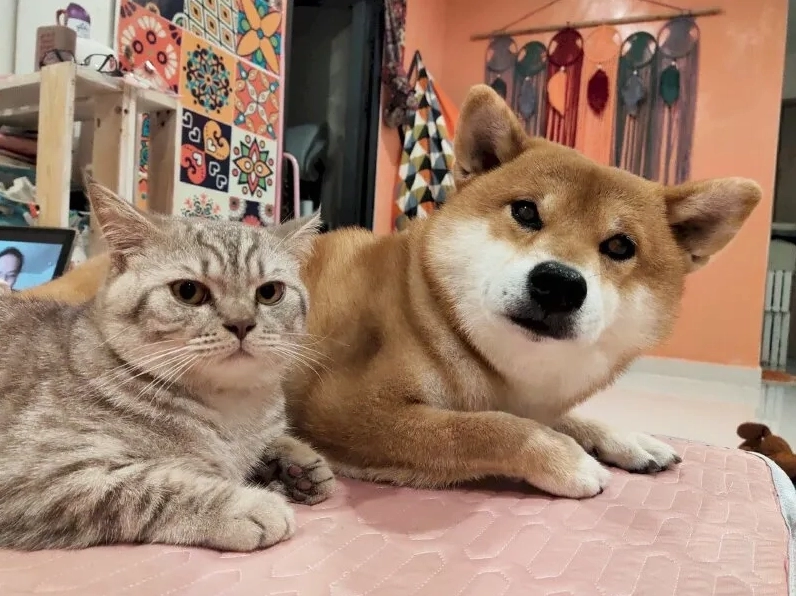 Bộ sưu tập hình doge meme với hàng trăm biểu cảm hài hước và đáng yêu