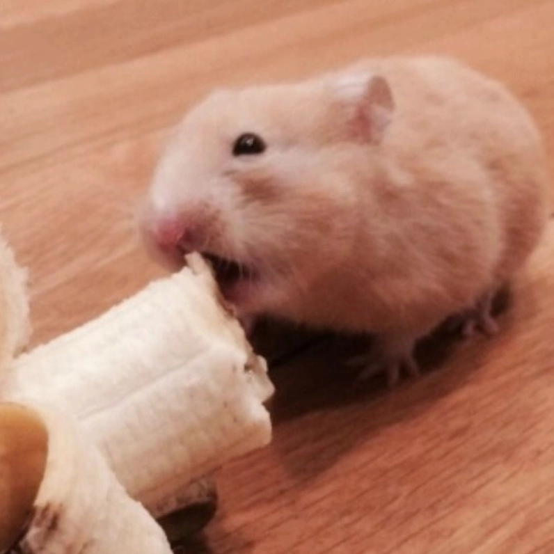 Bộ sưu tập hot trend meme ảnh chuột hamster hài hước nhất năm