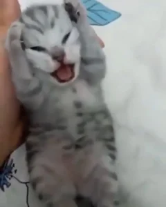 bo suu tap meme cat cry hai huoc va de thuong nhat 475