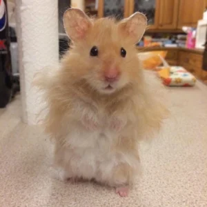 bo suu tap meme chuot sieu hai huoc cuc loi cuon nam 2026 793