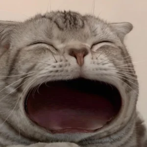 bo suu tap meme ha mom hai huoc nhat khien ban khong the nhi 879