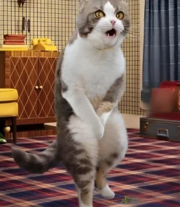 bo suu tap meme meo bua gay cuoi nghieng nga moi nhat 363