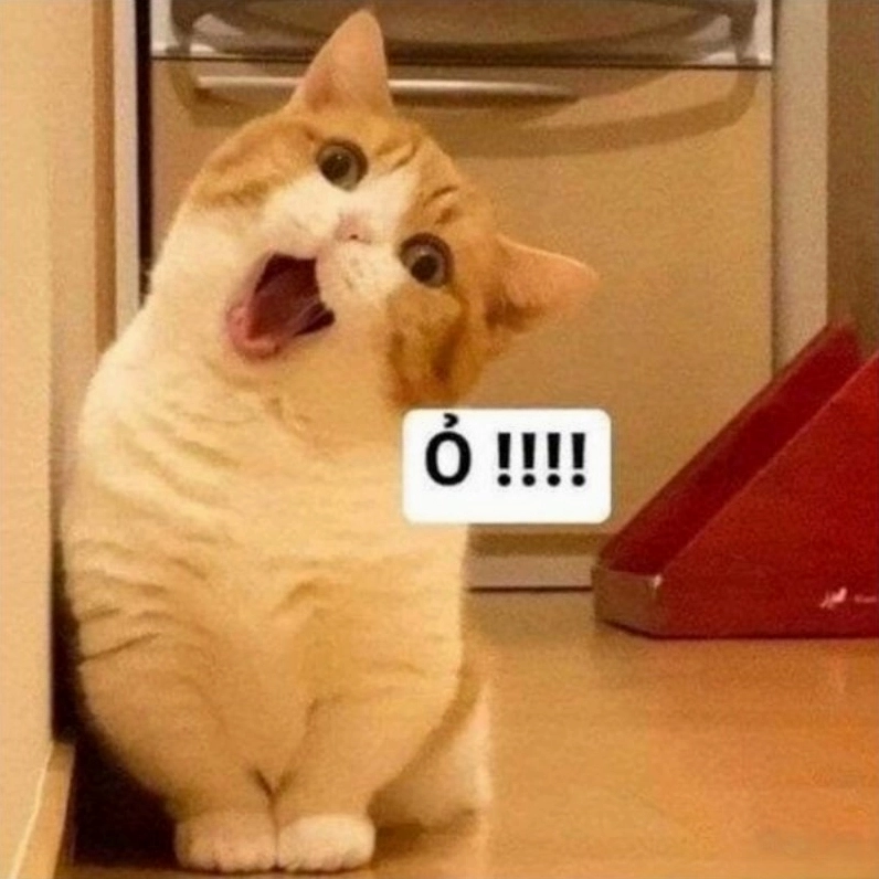 Bộ sưu tập meme há mồm hài hước nhất khiến bạn không thể nhịn cười 5 Bộ sưu tập meme mèo há mồm siêu hài hước