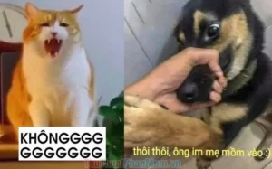 bo suu tap meme tu choi hai huoc nhat giup ban ne tranh moi 536