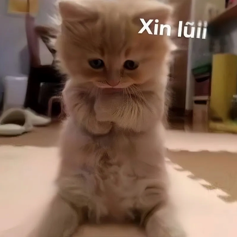bo suu tap meme xin loi hai huoc va de thuong nhat 785
