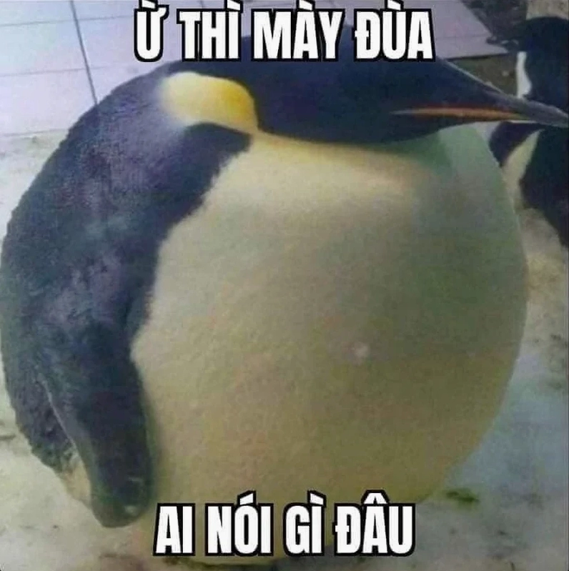 Bức ảnh 3 chú chim cánh cụt đáng yêu với biểu cảm làm ai cũng bật cười